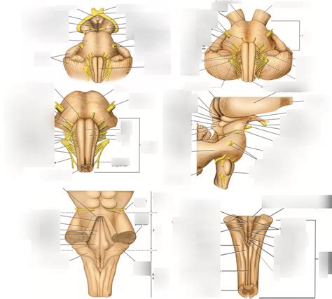 External Anatomy Of Brainstem Diagram Quizlet