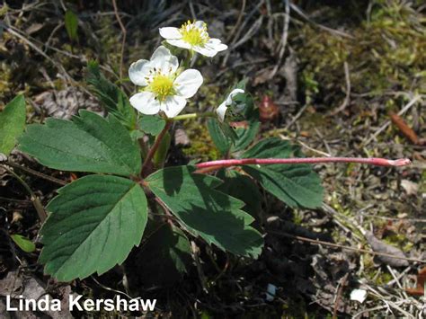 Wild Strawberry