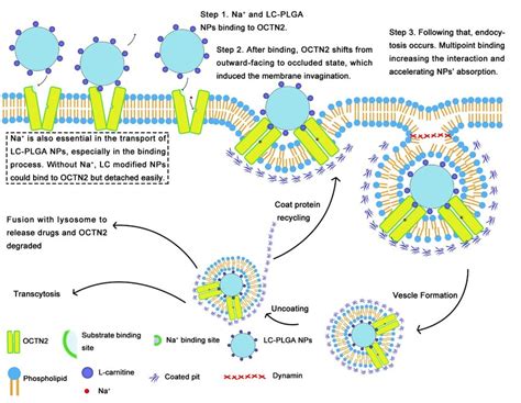 Mechanism Of Uptake Of L Carnitine Conjugated Nanoparticles LC PLGA