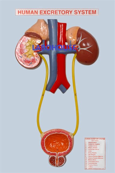 Human Excretory System Diagram Labeled