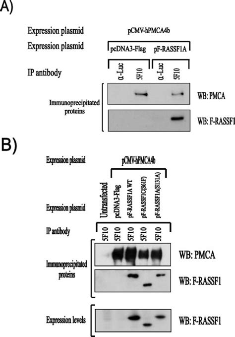 Human PMCA4b And RASSF1 Interact In Mammalian Cells PMCA And