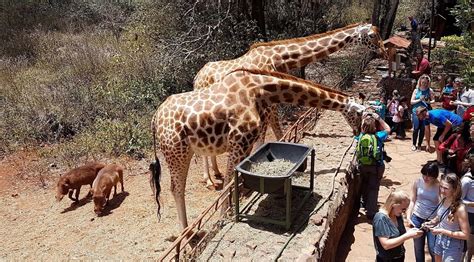 David Sheldrick Elephant Orphanage Giraffe Center Day Tour Nairobi