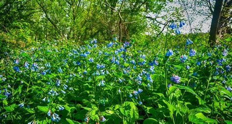 Bluebells At Riverbend Park Great Falls Virginia Stephen Hung Photography