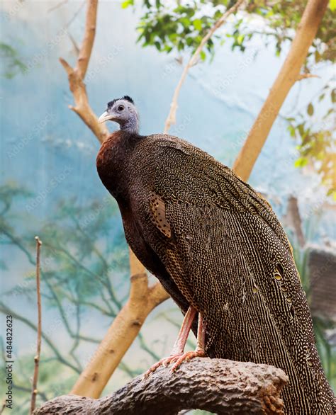 Great Argus Pheasant Latin Argusianus Argus Amazing Incredibly