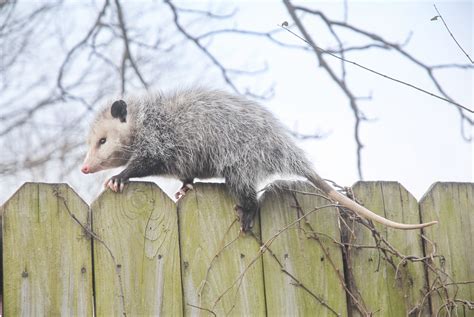 Opossum Vs Possum—Is It The Same Animal? » Ranking Articles