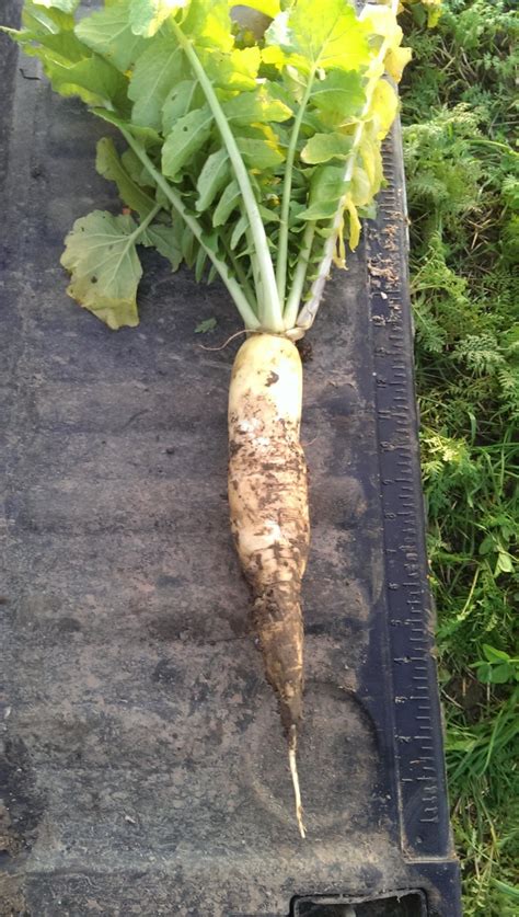 Tillage Radish | The Farming Forum