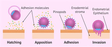 Phases in embryo implantation