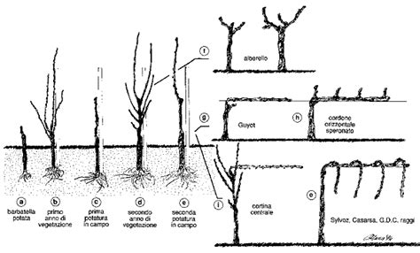 Viticoltura Potatura Di Allevamento E Di Produzione Appunti