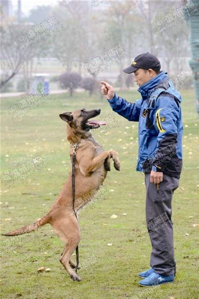 乐清有位训犬师驯出冠军犬 曾被说“玩狗丧志” 新闻中心 温州网