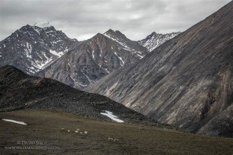 Arctic National Wildlife Refuge Arctic Wild