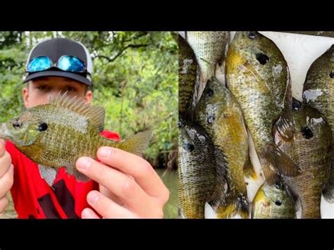 BLUEGILL Catch Clean And Cook 1v1 CHALLENGE Lilfishstick YouTube