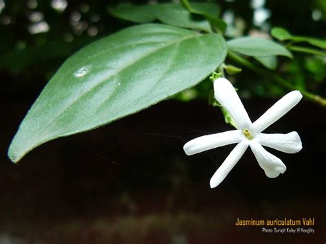 Medicinal Plants Jasminum Auriculatum Yuthika Magadhi Juhi Juthi