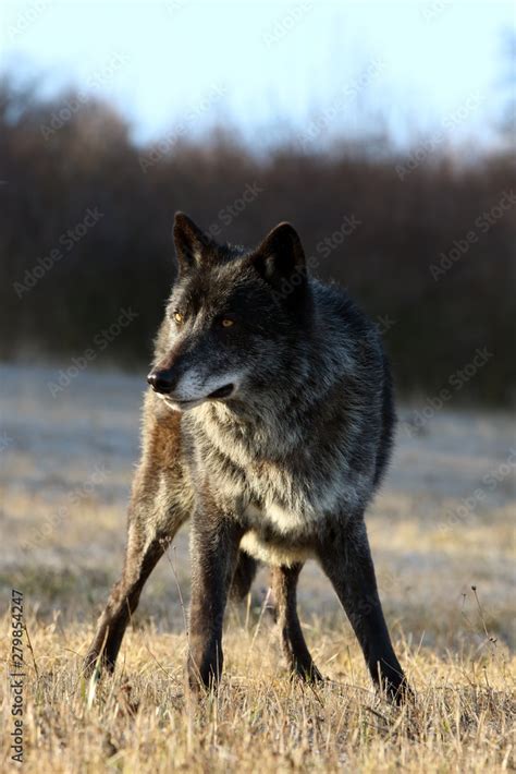 The Northwestern Wolf Canis Lupus Occidentalis Standing On The Meadow