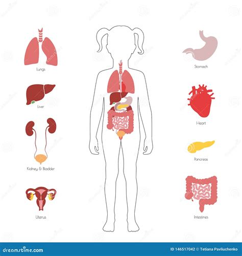 Vector Humano De Los Rganos Internos Ilustraci N Del Vector