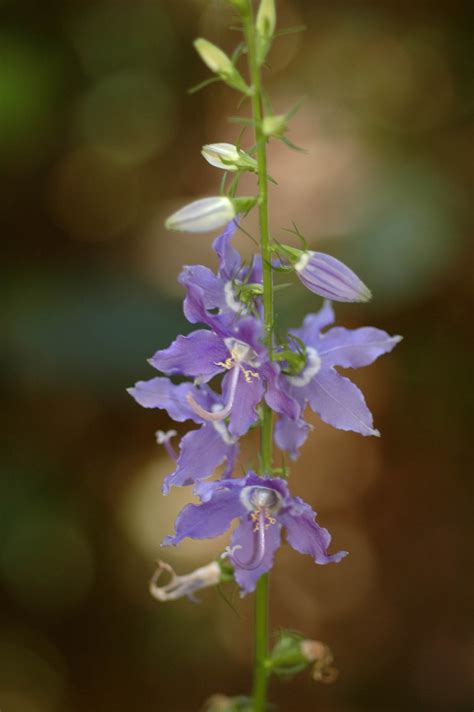 Campanulastrum Americanum Campanulaceae Image At Phytoimages Siu Edu