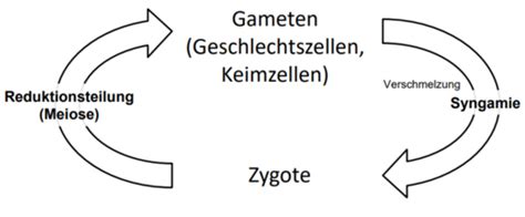 Botanik 2 Karteikarten Quizlet