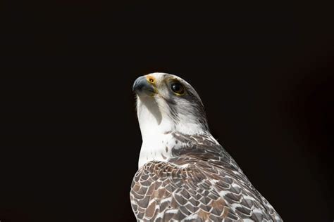 Discover the Fastest Peregrine Falcon Dive Speed on Record