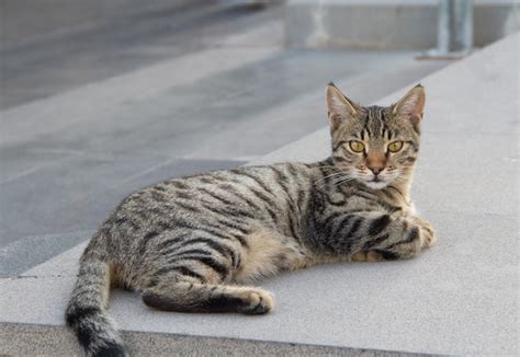 Premium Photo A Street Cat A Cat On A Pedestrian Street In Summer