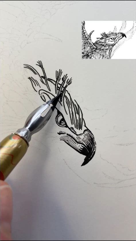 Phoenix Bird Drawing Process With Dip Pen Ink Video Line Art