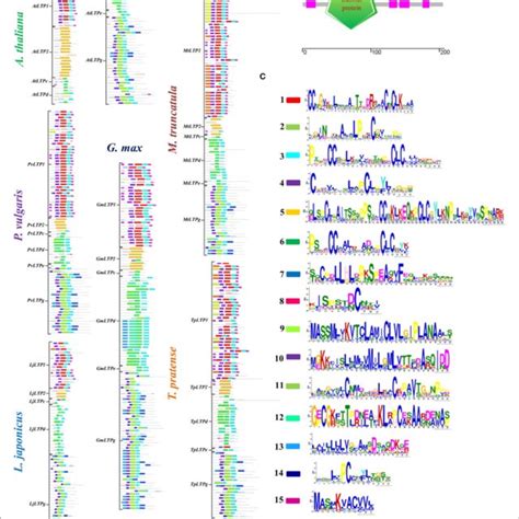 Conserved Functional Motifs In Ltps A Schematic Representation Of