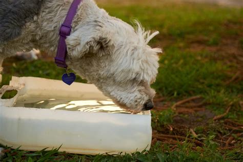 Are Automatic Water Dispensers a Good Option for Dogs? | Uahpet Blog