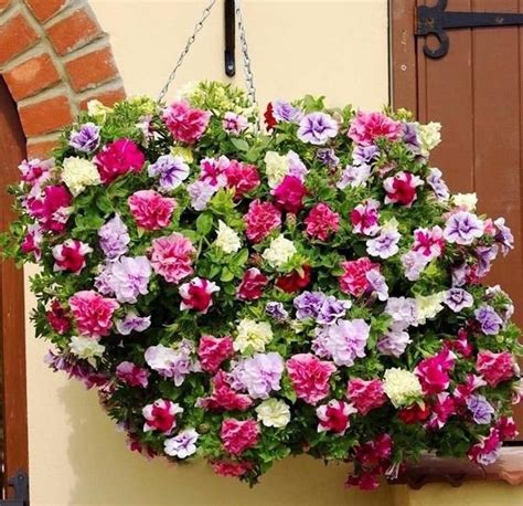 Double Petunia Cascade Mix Rainbow A Cascading Bouquet Grandiflora 20