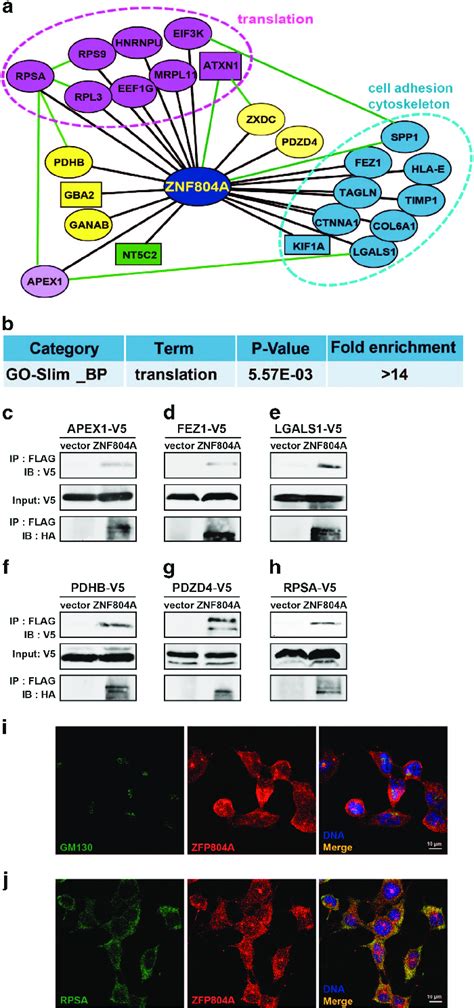 ZNF804A Interacts With Genes Involved In Translation And Cell Adhesion