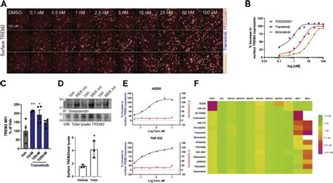 Mek Activity Modulates Trem Cell Surface Recruitment Journal Of