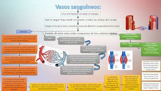 Fisiologia Basica Medica Patricia Salazar Vasos Sanguineos