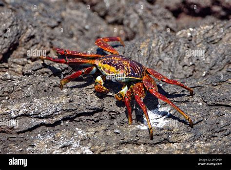 Sally Lightfoot Crab On A Rock At Punta Morena Isabela Island