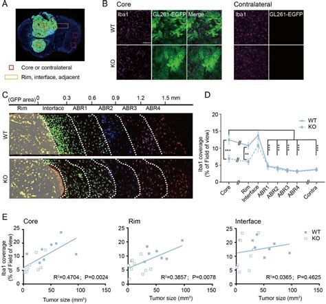 Murine Glioma Gl261 Cells Atcc Bioz