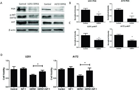 CERS1 Inhibits PI3K AKT Pathway In U251 And A172 Cells A Western