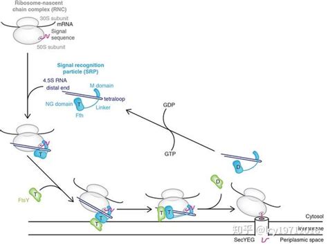 信号肽与新生肽链的运输和加工（一） 知乎