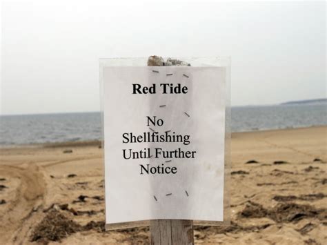 Red Tide Alert Issued In Sarasota County: FL Department Of Health ...