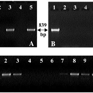 A PCR Ampli Fi Cation Of The Putative VC RDase Gene With The Speci Fi