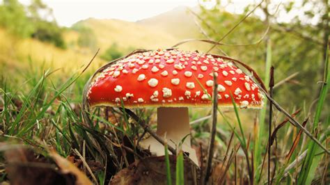 Amanita Muscaria Gummy Effects What To Expect During Your Trip