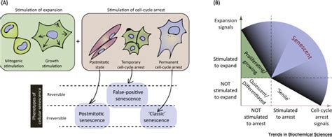 Expansion And Cell Cycle Arrest Common Denominators Of Cellular