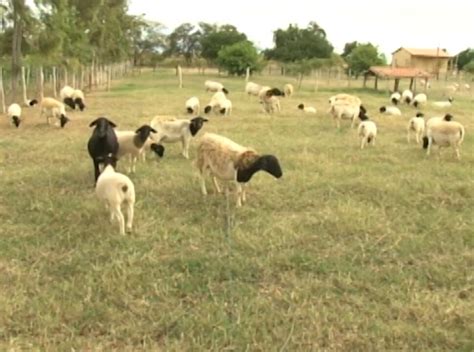 Criadores de caprinos e ovinos criam nova técnica de cultivo para