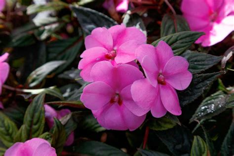 Sunpatiens® Vigorous Lavender Splash Danziger