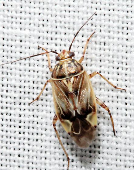 Lygus Lineolaris Bugguide Net