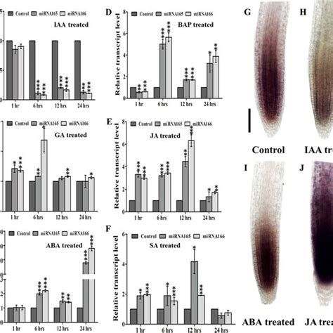 Phytohormones Affect The Expression Level Of Mature Mir The