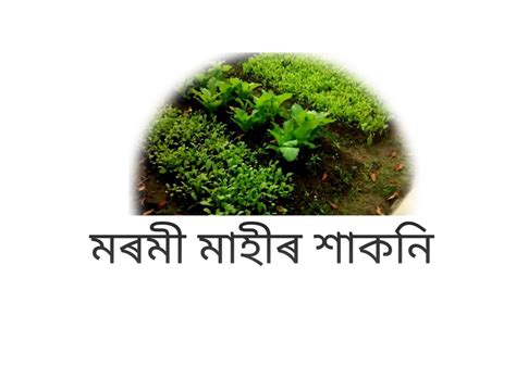 mmee mahee sakni