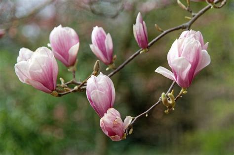 Daphne Plant Problems Yellow Leaves Sudden Death Syndrome Ultimate