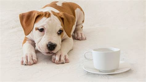 How Bad Is Tea For Dogs What Should I Do If My Dog Accidentally Drinks