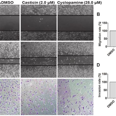 Casticin And Cyclopamine Inhibit SKOV3 Cell Migration And Invasion A