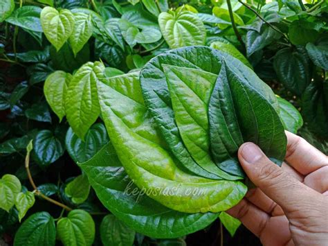 Sudah Tahu Belum 7 Manfaat Daun Sirih Untuk Kesehatan