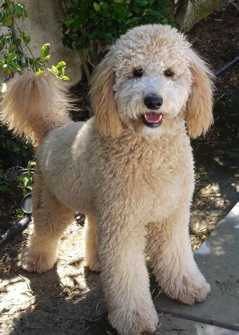 14 best goldendoodle haircut images on Pinterest | Golden doodles ...