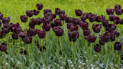 Best Spring Bulbs 14 Choices For Beautiful Displays Gardeningetc