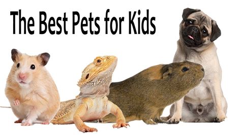 Best Pets For Young Toddlers | Pets Animals US