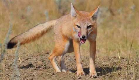 Swift Fox | The Animal Facts | Appearance, Diet, Habitat, Behavior